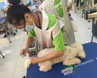 上海宠物美容行业的发展现状与宠物用品销售趋势