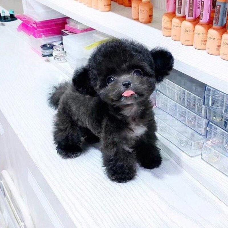 高品质灰色泰迪幼犬 30天质保的纯种伴侣，搭配专业宠物用品指南