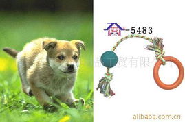厦门安芬宠物用品工贸 精选宠物玩具产品列表与销售指南