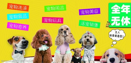 宠物图片如何推动宠物用品销售 视觉营销的新趋势