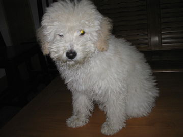 宠物用品交易指南 便捷买卖，守护爱宠幸福生活