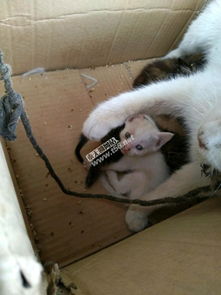 宠物生活新生态 从猫咪送养到用品交易的全方位指南