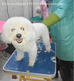 宠物健康无忧选择——洛阳市涧西区狗博士宠物医院热销宠物用品一览