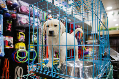 开宠物店指南 条件、注意事项与宠物用品销售策略