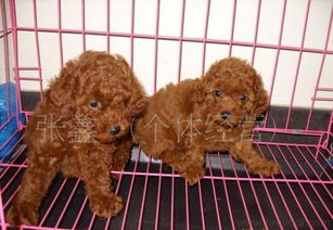 纯种泰迪犬特惠出售｜品质有保障，可上门选宠，宠物用品一站式购齐