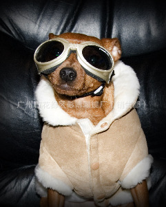 工厂直销宠物眼镜——广州市花都区彭博眼镜厂专业OEM与贴牌服务