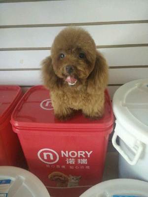 哆咪宠物专业美容 真挚服务为爱宠打造温馨家园