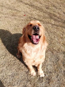 大理市宠物医院与用品销售指南 一站式呵护你的毛球伙伴