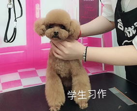 合肥优优狗 宠物美容培训与用品销售一站式服务