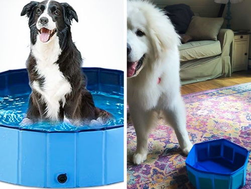 从买家秀看宠物用品销售 用户真实体验如何影响市场？